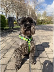 Collar Szelki nylonowe anatomiczne w kształcie litery H, z QR-paszportem, plastikowy fastex, wzór AWOKADO, rozmiar L 25mm 7