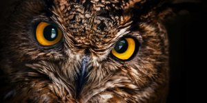 Monitor Acer ED270W0bmiipx (UM.HE0EE.016) 14