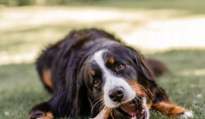 Wiejska Zagroda Karma sucha dla psa Wołowina z indykiem (dorosły) chrupki L 2kg 6