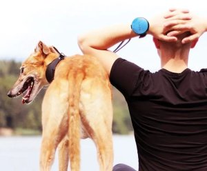 @Pet Lishinu Smycz 3 Neonowy Różowy XS Różowa 2-4kg 3