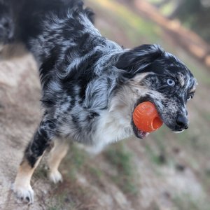 Bionic Piłka gryzak dla psa M, 6,7 cm 8