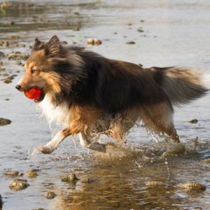 Bionic Piłka gryzak dla psa, L, 8,2 cm 5