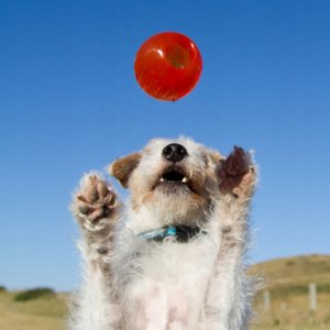 Bionic Piłka gryzak dla psa, L, 8,2 cm 6