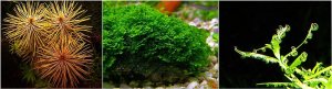 AQUA DELLA Sand Snow White, piasek, do akwarium, biały, 1 mm, 8 kg 2