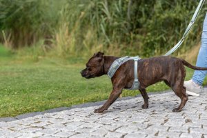 Trixie Premium FlexMesh harnessy dla psa, szałwiowy, S–M: 48–69 cm/20 mm, dostosowane do mopsów i buldogów 5