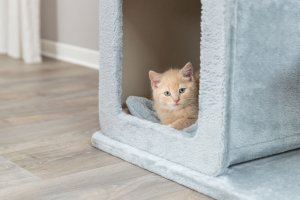 Elena, drapak stojący, dla kota, szałwia, 83 cm 8