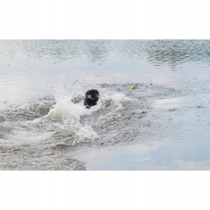 Zeus Nitro, kość z linką, zabawka, dla psa, 26 cm, pływająca 5