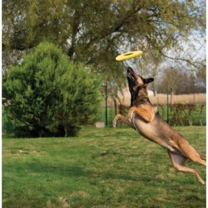 Zeus Nitro, dysk do rzucania, zabawka, dla psa, 24 cm 4