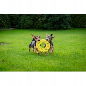 Zeus Nitro, dysk do rzucania, zabawka, dla psa, 24 cm 5
