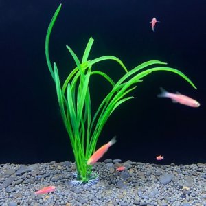 Terra Natura Aqua Natura,  roślina, do dekoracji akwarium, zielona, plastikowa, 18 cm , trawa paskowa 2