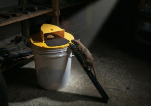 Pułapka na Myszy i Szczury do Wyłapywania Myszy Szczurów Gryzoni na Wiadro "Bucket Slide" 14