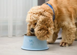 Lugers Daily Pleasures karma suszona dla psa z cielęciną i jagnięciną 9 kg 3