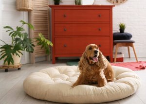 Lugers Daily Pleasures karma suszona dla psa z cielęciną i jagnięciną 9 kg 5