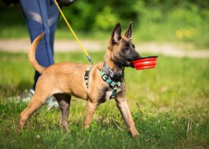 Lugers Daily Pleasures karma suszona dla psa z cielęciną i jagnięciną 9 kg 6