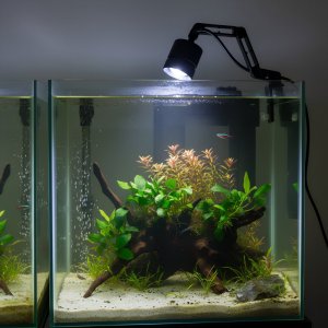 TaoTronics Aqua Natura* lampka led do akwarium/ terrarium z funkcją skupienia światła, światło białe - zimne i ciepłe, 6500K+3200K 3