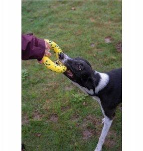 Zeus Nitro, ringo, zabawka, dla psa, 16 cm 5