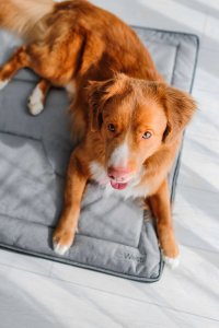 Legowisko ortopedyczne materac dla psa Welsti szary kość XXL 150x100 antypoślizgowy 3