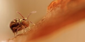 Obiektyw Laowa Sword 35 mm T2,9 1x Macro Cine do Arri PL 7