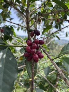 Kawa ziarnista MUHABURA One & Only Filter 200g - Specialty Competition 4