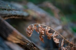 Obiektyw Venus Optics Laowa CA-Dreamer 100 mm f/2,8 Macro 2:1 do Canon EF 102
