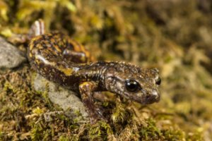 Obiektyw Venus Optics Laowa CA-Dreamer 100 mm f/2,8 Macro 2:1 do Canon EF 135