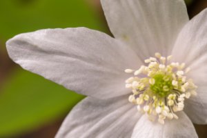 Obiektyw Venus Optics Laowa CA-Dreamer 100 mm f/2,8 Macro 2:1 do Canon EF 15