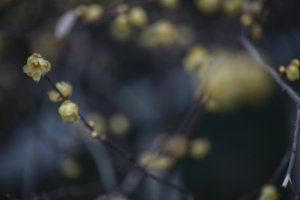 Obiektyw Venus Optics Laowa CA-Dreamer 100 mm f/2,8 Macro 2:1 do Canon EF 17