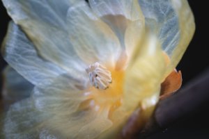 Obiektyw Venus Optics Laowa CA-Dreamer 100 mm f/2,8 Macro 2:1 do Canon EF 223