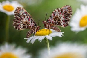 Obiektyw Venus Optics Laowa CA-Dreamer 100 mm f/2,8 Macro 2:1 do Canon EF 253