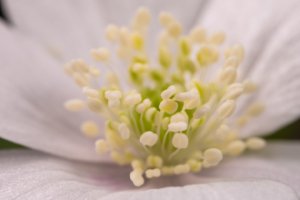 Obiektyw Venus Optics Laowa CA-Dreamer 100 mm f/2,8 Macro 2:1 do Canon EF 57