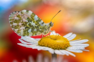 Obiektyw Venus Optics Laowa CA-Dreamer 100 mm f/2,8 Macro 2:1 do Canon EF 90