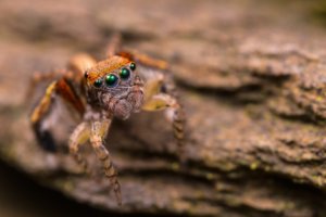 Obiektyw Venus Optics Laowa CA-Dreamer 100 mm f/2,8 Macro 2:1 do Canon EF 95