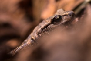 Obiektyw Venus Optics Laowa CA-Dreamer 100 mm f/2,8 Macro 2:1 do Canon EF 96