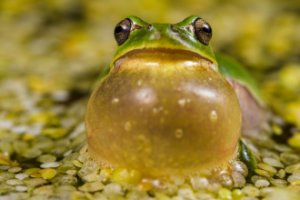 Obiektyw Venus Optics Laowa CA-Dreamer 100 mm f/2,8 Macro 2:1 do Canon EF 10