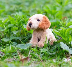 Animigos World of Nature mini cockapoo 2