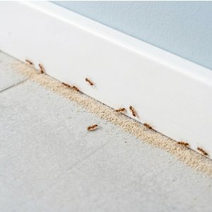 NO PEST Proszek Preparat Środek Trutka Granulat na Mrówki Faraona Faraonki Całe Kolonie Mrówek "Faraodust" 500g 10