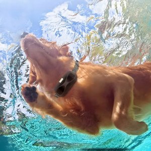 Elektryczna Obroża Dla Psa Treningowa Bezpieczna ZAM 800m LED Wodoodporna 10