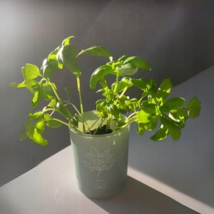 Aroma Home, Parsley, Scented Candle, 150 g Unisex 9