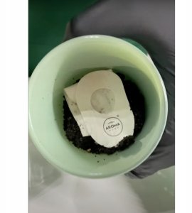 Aroma Home, Basil, Scented Candle, 150 g Unisex 7