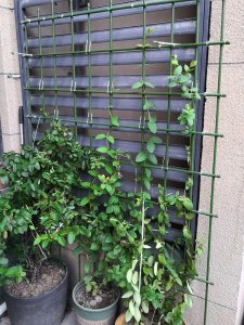 GardenPlus GardenPlus Tyczki do roślin powlekane zielone metalowe 10 szt. 16/180 cm 6