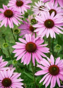 Legutko Rudbekia purpurowa Jeżówka - różowa 12