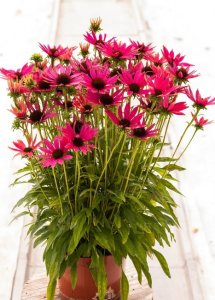 Legutko Rudbekia purpurowa Jeżówka - różowa 3