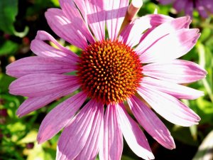 Legutko Rudbekia purpurowa Jeżówka - różowa 8