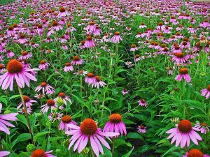 Legutko Rudbekia purpurowa Jeżówka - różowa 9