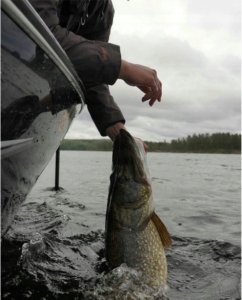 Berkley Wobler Berkley Zilla Deep Crank 14,3cm/78g 4