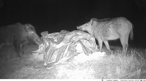 Kamera cyfrowa TOPHUNT FOTOPUŁAPKA Top-Hunt HC-900LTE 2K 20MPx 44xIR 4G LTE + karta microSD 32GB 7