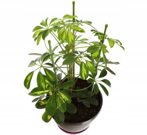 Kadax Podpora pierscieniowa do roslin 60 cm EDUKAMP 13