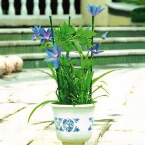 Kadax Podpora pierscieniowa do roslin 60 cm EDUKAMP 15