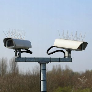 AVIK SZEROKIE KOLCE NA GOŁĘBIE PTAKI R180 40mb. 120szt. 12