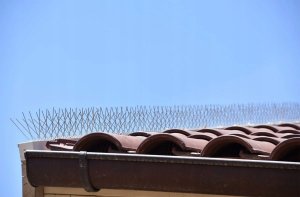 AVIK SZEROKIE KOLCE NA GOŁĘBIE PTAKI R180 40mb. 120szt. 13